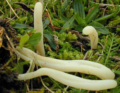 Image of Clavaria acuta Sowerby 1803