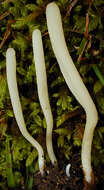 Clavaria acuta Sowerby 1803 resmi