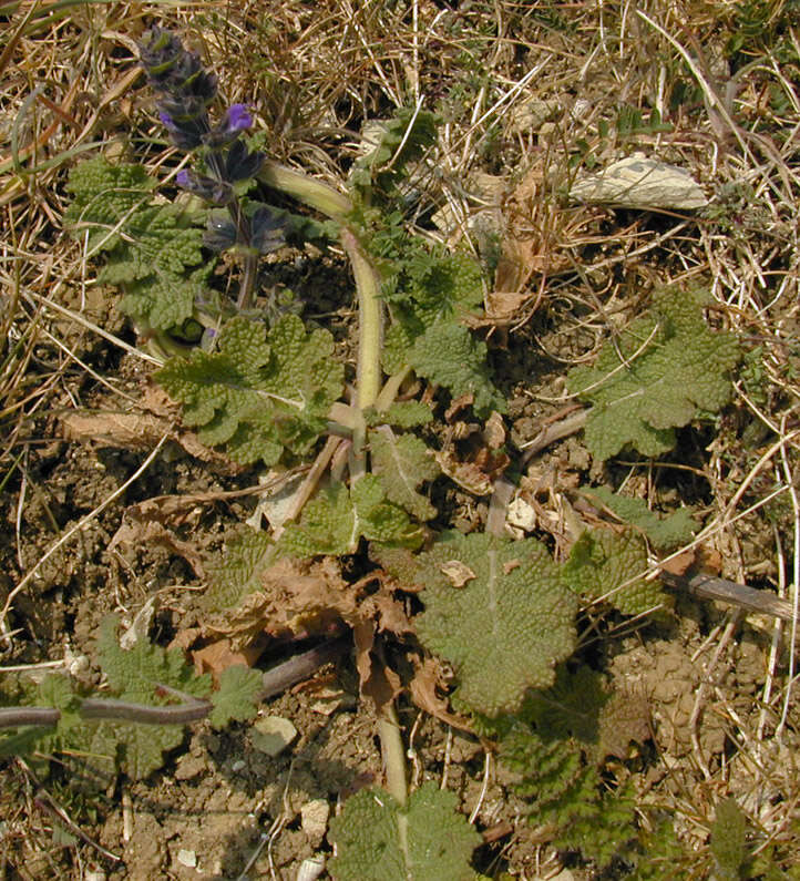 Image of verbena sage