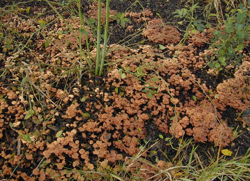 Imagem de Gymnopus obscuroides Antonín & Legon 2008