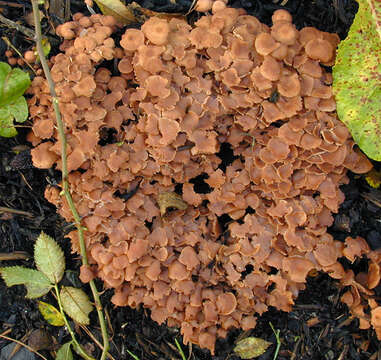 Image of Gymnopus obscuroides Antonín & Legon 2008