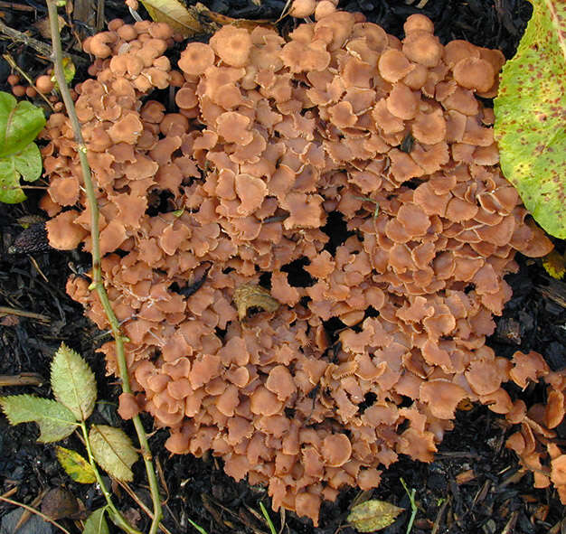 Gymnopus obscuroides Antonín & Legon 2008 resmi