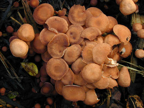 Image of Gymnopus obscuroides Antonín & Legon 2008