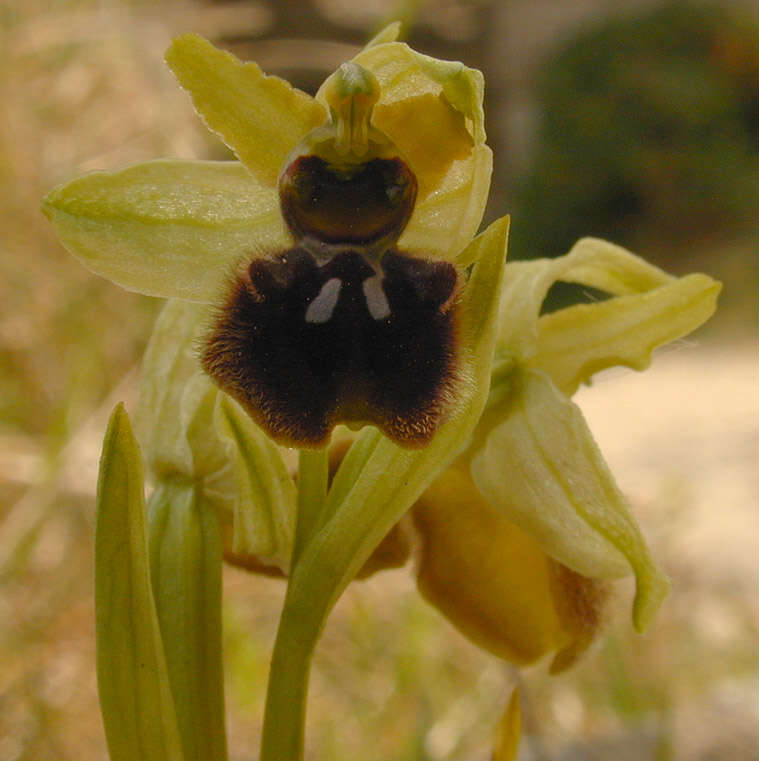 Image of Early spider orchid