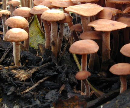 Image of Gymnopus obscuroides Antonín & Legon 2008