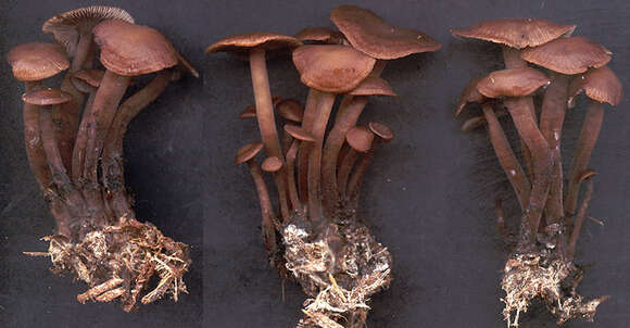 Image of Gymnopus obscuroides Antonín & Legon 2008