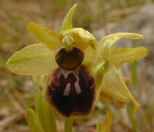 Image of Early spider orchid