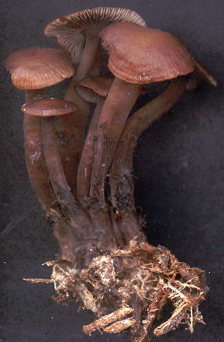 Image of Gymnopus obscuroides Antonín & Legon 2008