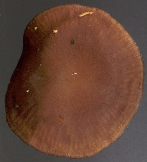 Imagem de Gymnopus obscuroides Antonín & Legon 2008