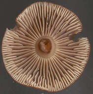 Image of Gymnopus obscuroides Antonín & Legon 2008