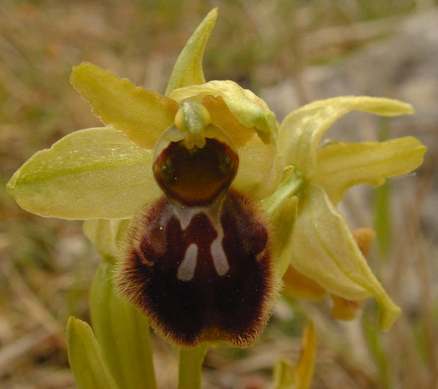 Image of Early spider orchid