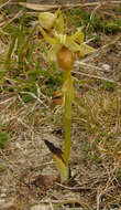 Image of Early spider orchid