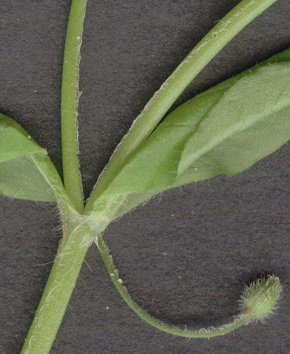 Image of common chickweed