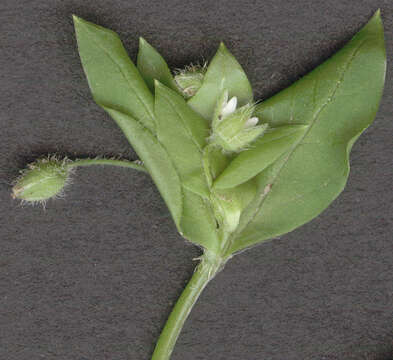 Image of common chickweed