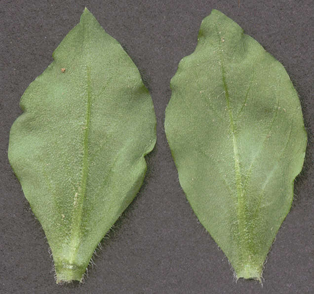 Image of common chickweed