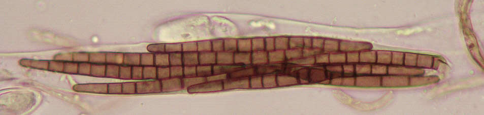 Image of Trichoglossum hirsutum (Pers.) Boud. 1907