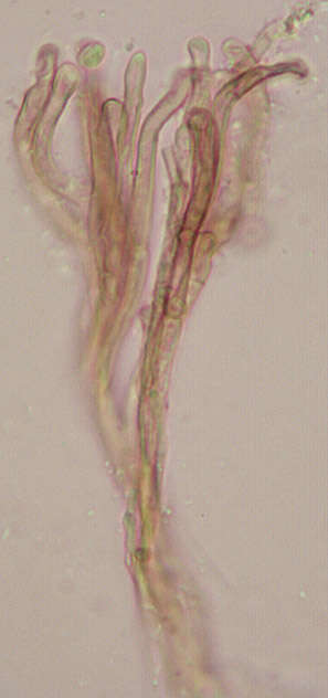 Image of Trichoglossum hirsutum (Pers.) Boud. 1907