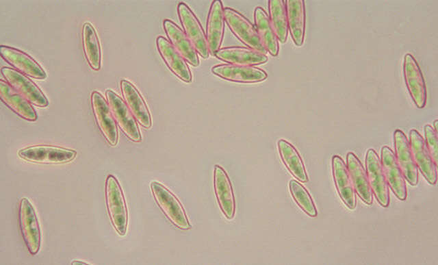 Image of Leccinum cyaneobasileucum Lannoy & Estadès 1991