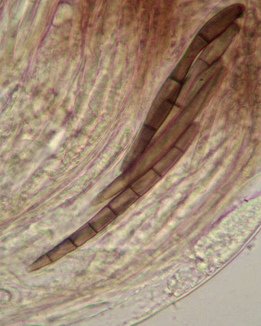 Image of Geoglossum cookeanum Nannf. ex Minter & P. F. Cannon 2015