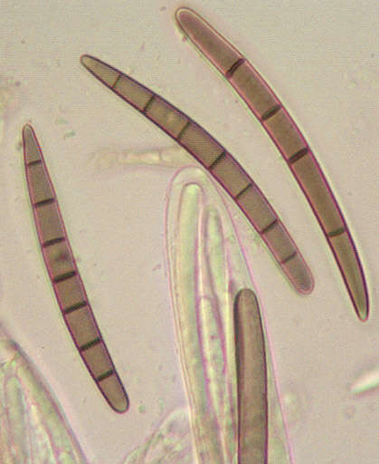 Image of Geoglossum cookeanum Nannf. ex Minter & P. F. Cannon 2015