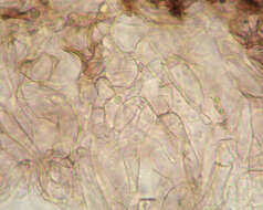 Image de Hodophilus micaceus (Berk. & Broome) Birkebak & Adamčík 2016