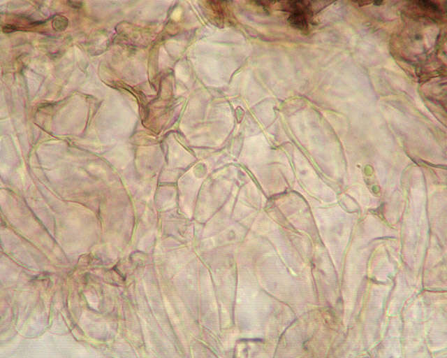 Image of Hodophilus micaceus (Berk. & Broome) Birkebak & Adamčík 2016