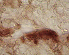 Hodophilus micaceus (Berk. & Broome) Birkebak & Adamčík 2016 resmi