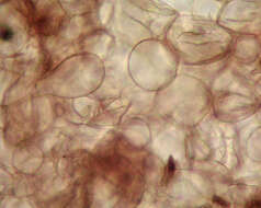 Hodophilus micaceus (Berk. & Broome) Birkebak & Adamčík 2016 resmi