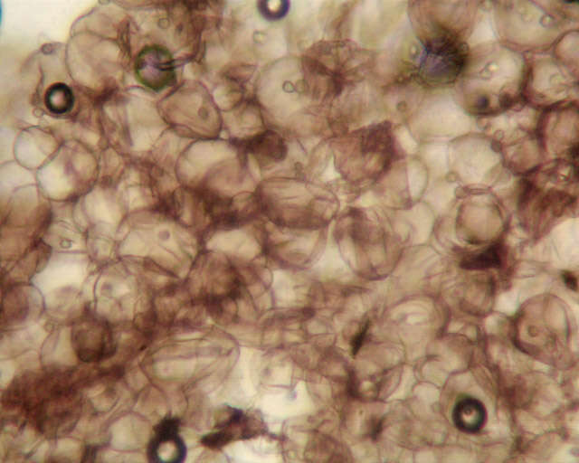 Image of Hodophilus micaceus (Berk. & Broome) Birkebak & Adamčík 2016