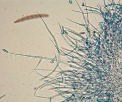 Image of Hypomyces papulasporae Rogerson & Samuels 1985