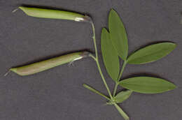 Lathyrus linifolius (Reichard) Bassler resmi