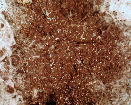 Image of Fuligo candida