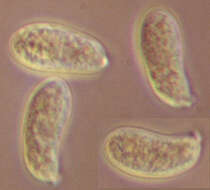 Imagem de Calocera viscosa (Pers.) Fr. 1821