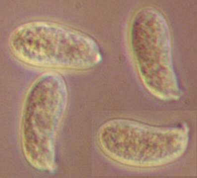 Image of Calocera viscosa (Pers.) Fr. 1821