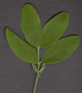 Image of bitter vetch