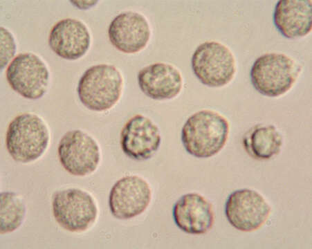 Image of unclassified Auriculariales