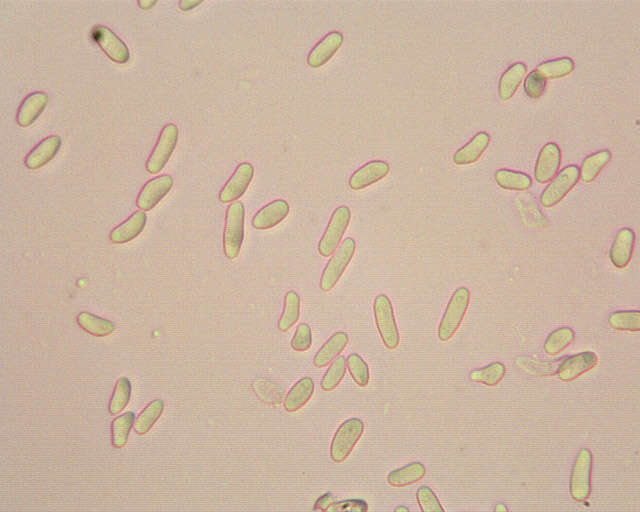 Sivun Dendrocollybia kuva