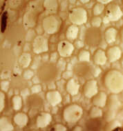 Imagem de Lycoperdon perlatum Pers. 1796