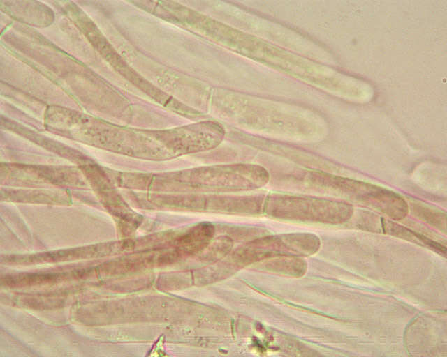 Слика од Entoloma papillatum (Bres.) Dennis 1953