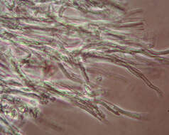 Image of Candle-snuff Fungus