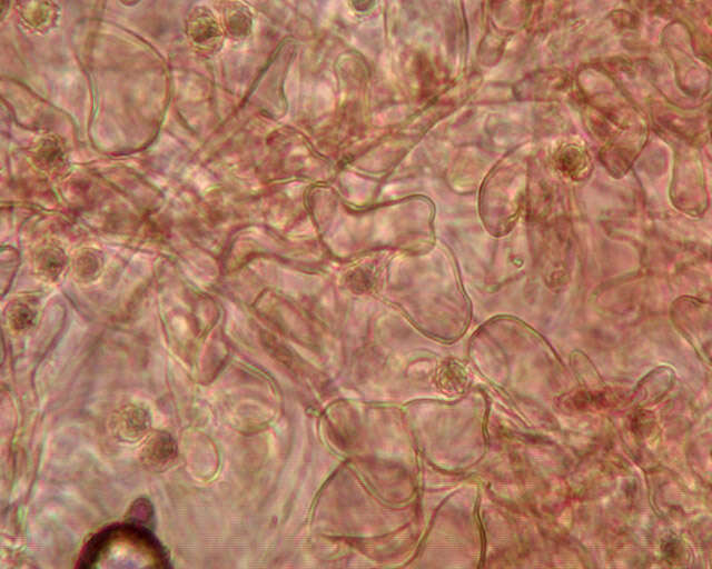 Image of Lactarius lacunarum Romagn. ex Hora 1960