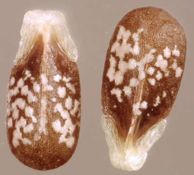 Image of common henbit