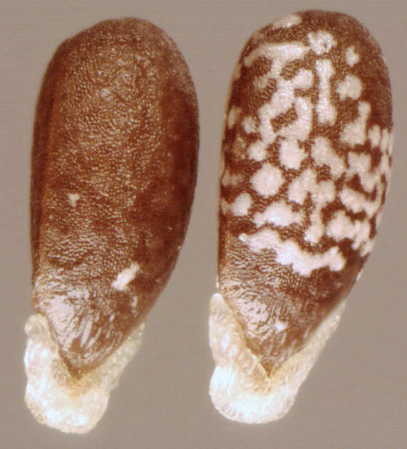 Image of common henbit