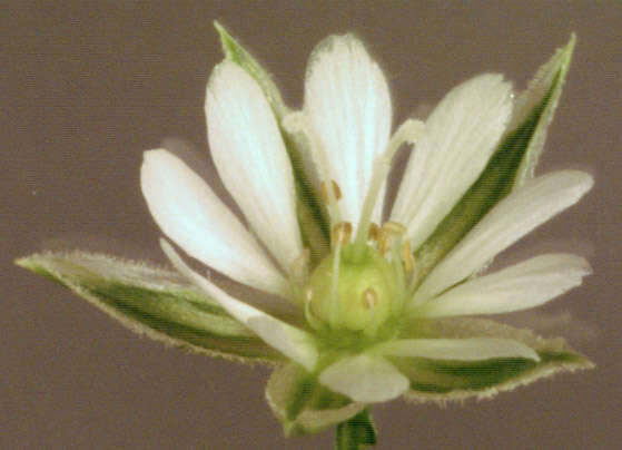 Image of common starwort