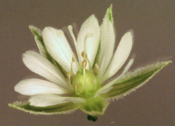 Image of common starwort