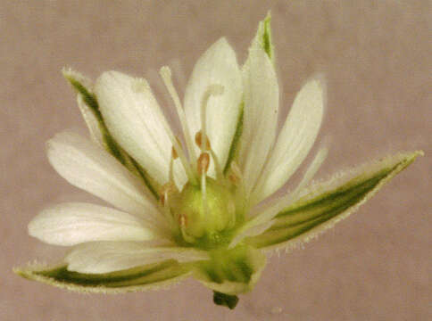 Image of common starwort