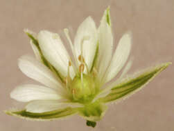 Image of common starwort