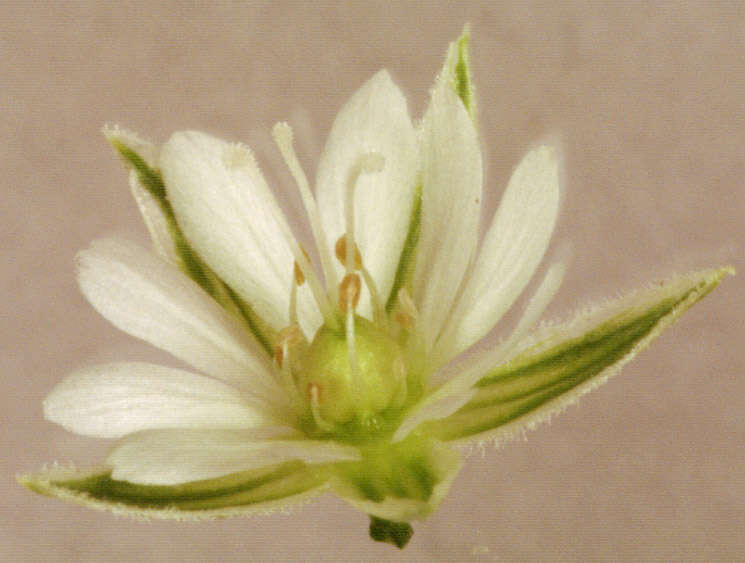 Image of common starwort