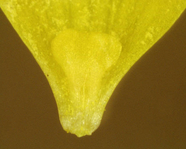 Image of creeping buttercup