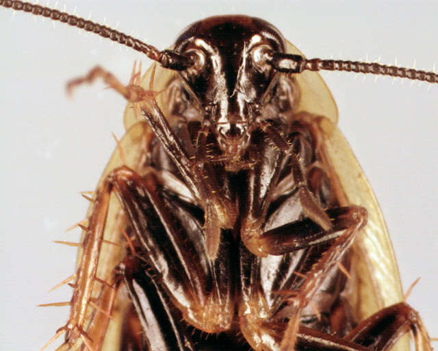 Image of dusky cockroach